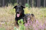 BEAUCERON 410